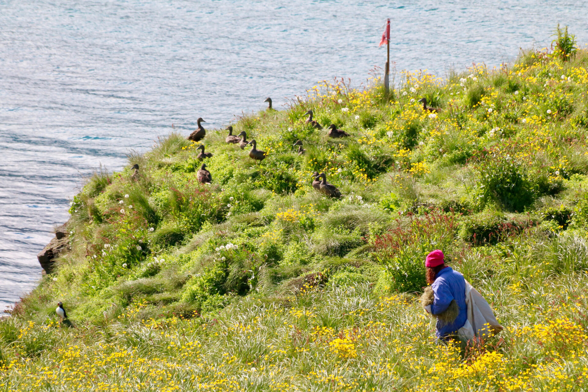 Arctic-Eiderdown-harvest