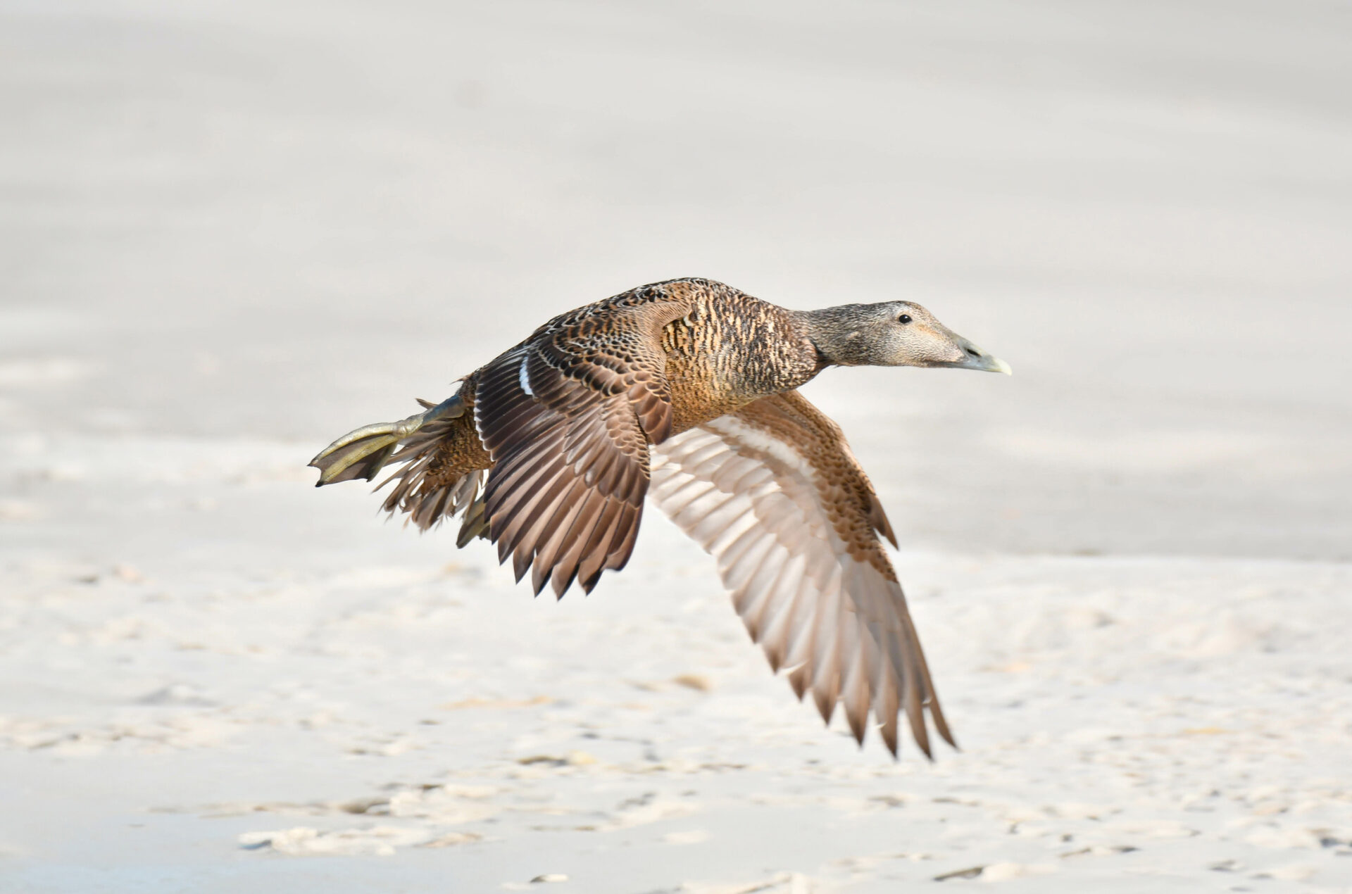 artic-eider
