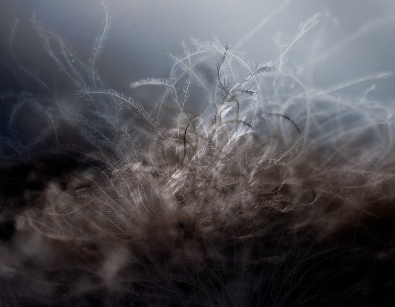 Arctic Eiderdown