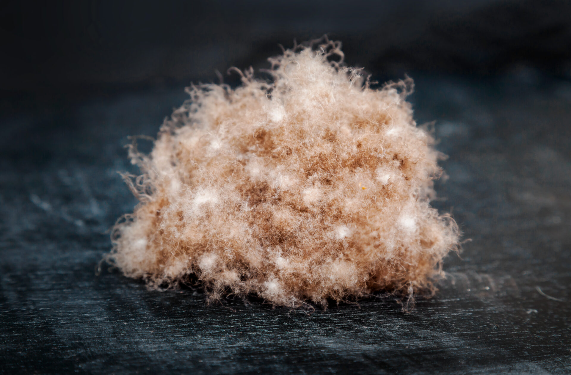 eiderdown-feathers
